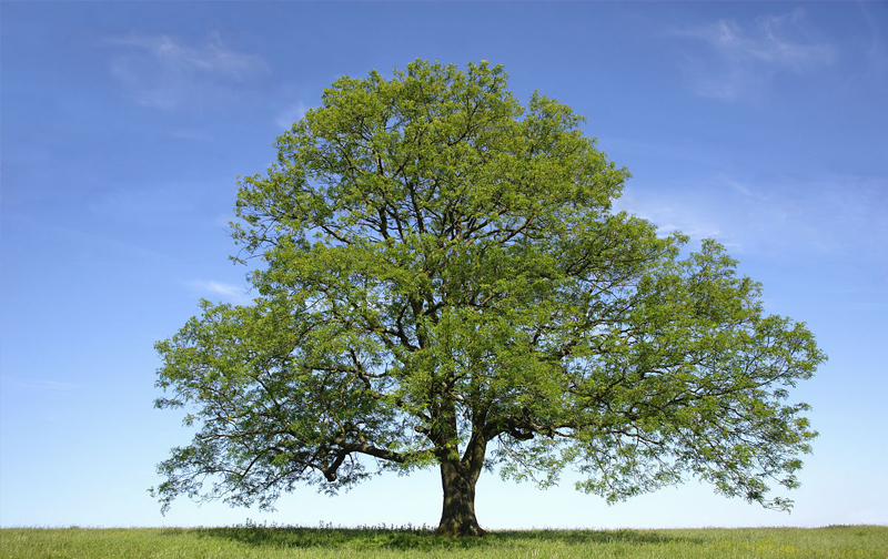 白蜡树在冬季怎样种植成活率高,白蜡杆栽培技术