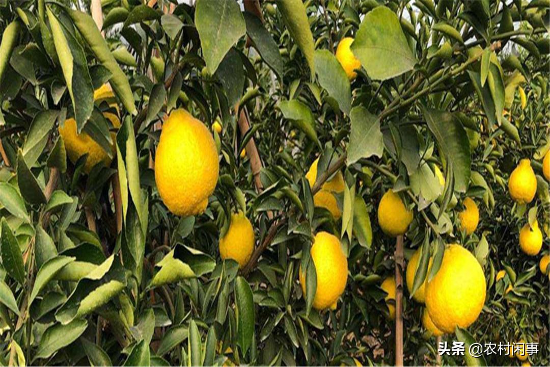 种植柚子前景如何,种柚子的前景如何