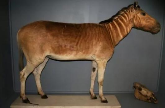 斑马斑马你不要睡着啦是什么意思,斑马斑马你不要睡着了什么意思