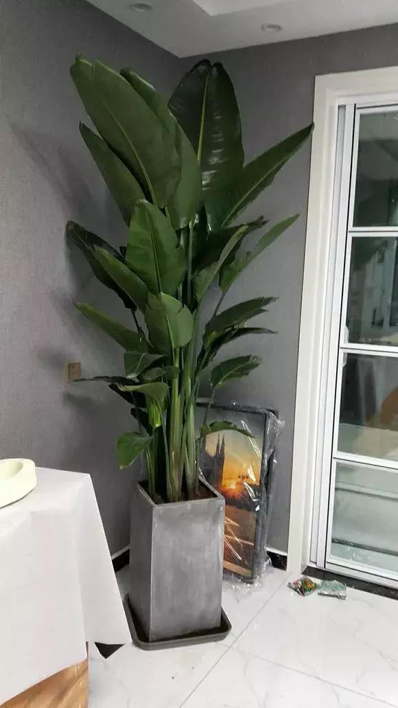 有什么花和草可以吸甲醛,家里养这2种花净化空气带来好运