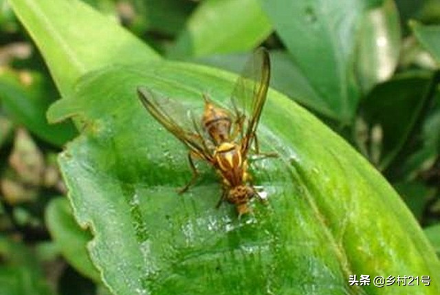 南瓜生长过程中怎么预防病虫害,南瓜枯黄落果