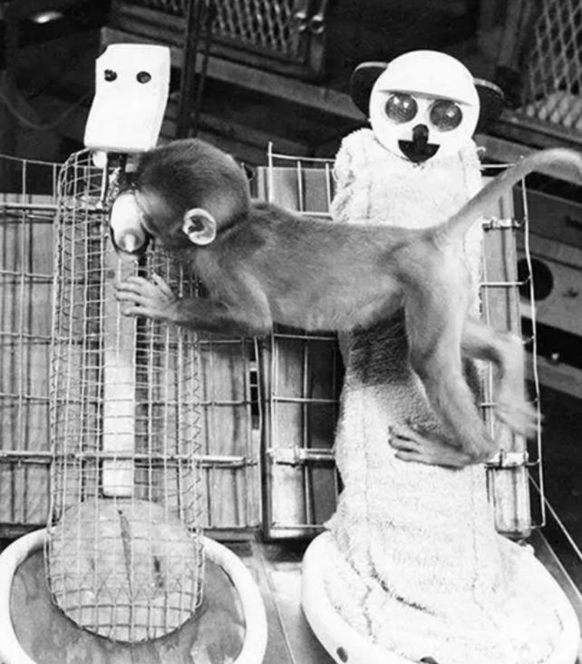 孩子小时候由奶奶带还是妈妈带?“恒河猴实验”告诉你,别不在意