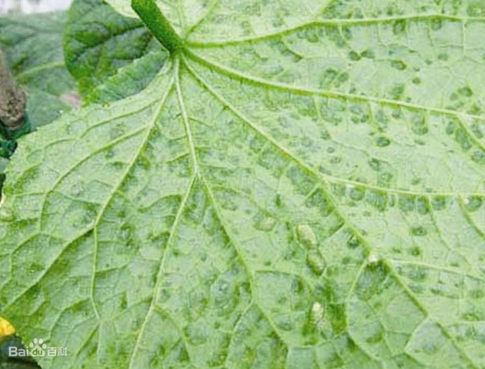 黄瓜怎样施肥才能丰产,最丰产的黄瓜品种