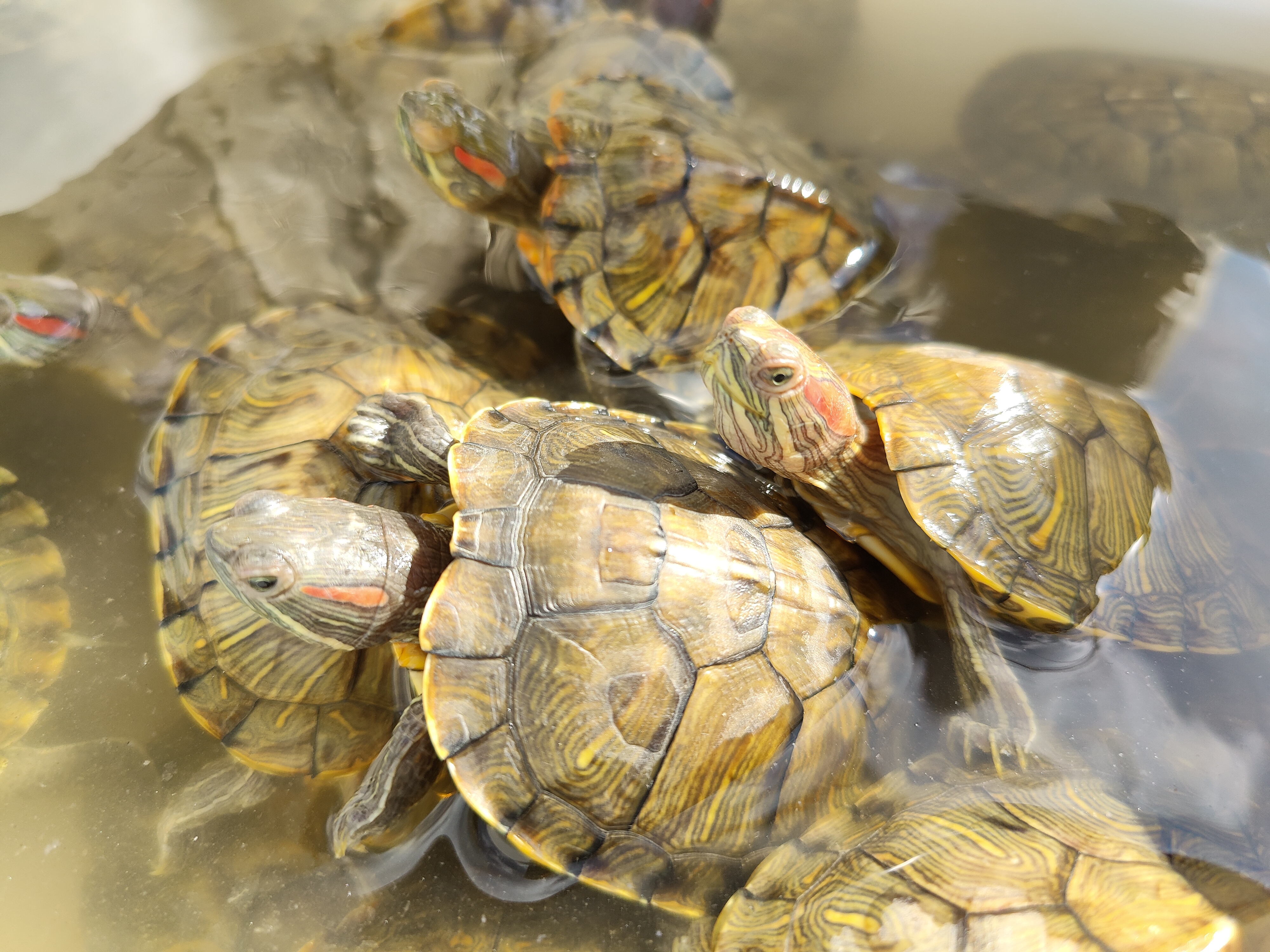 养龟六大忌新手养龟知识100条,养龟知识100条解决养龟常见问题