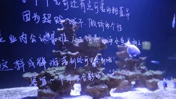 色彩斑斓的海底珊瑚,五彩缤纷的海洋生物视频