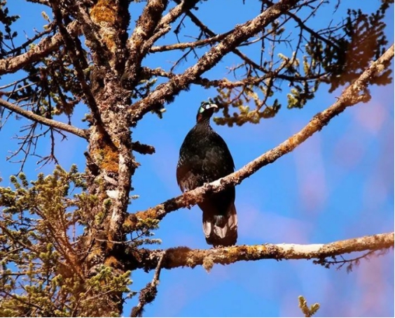 它是国家一级保护动物英语,数量多少只以下才是一级保护动物