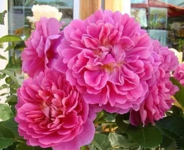 每天一点鲜花小知识,每天学习一点点科普知识