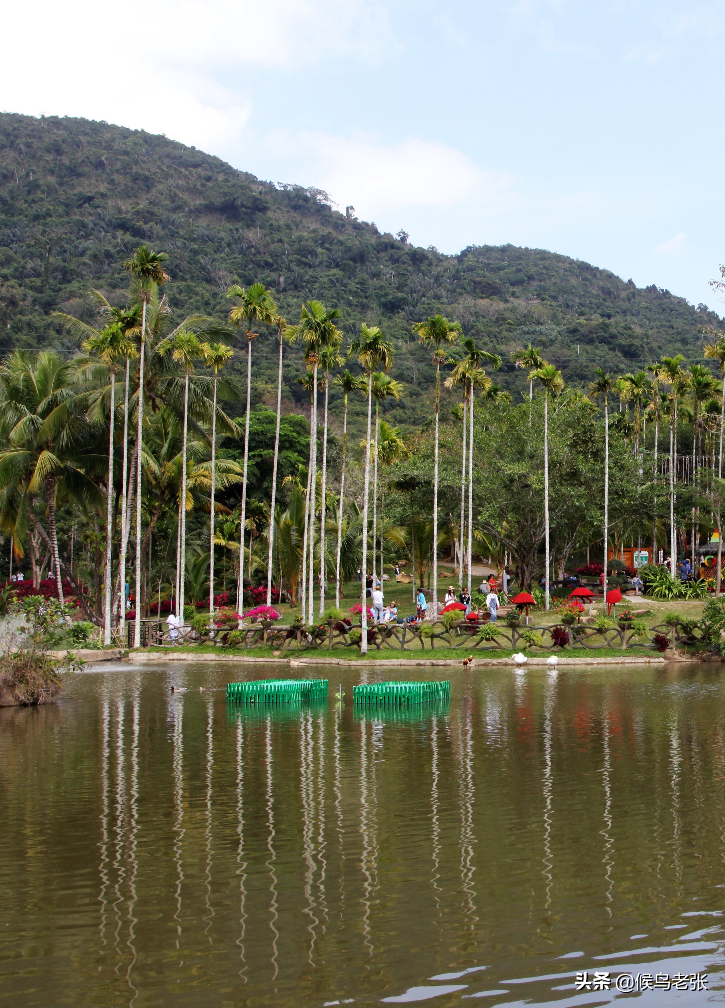 三亚的槟榔虫咬人,三亚旅游槟榔虫咬人