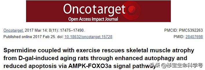 亚精胺让细胞自噬,亚精胺诱导自噬的靶点