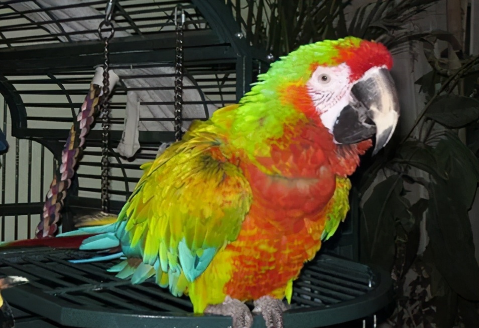 混种金刚鹦鹉就是人工培育的精品，这6种让人看了忘不了