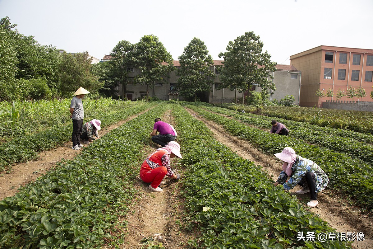 创业青年返乡养殖需要什么条件,90后大学生返乡创业成养殖行家