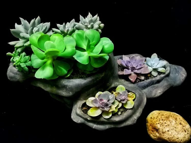 一盆仙人掌和一盆月季的故事,一个多肉的故事