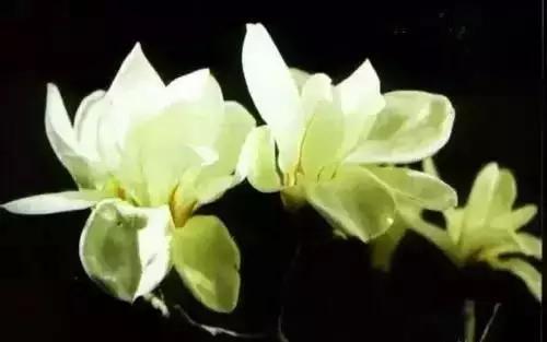 河南城市的市花有哪些花,全国56市市花图片