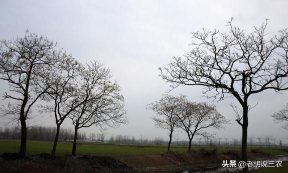 邻居地里种树影响我家农作物生长,农田旁边种树影响我怎么办