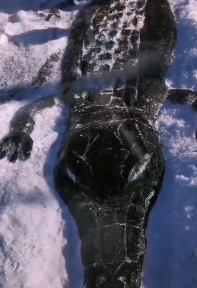 抓住冬天的小尾巴什么意思,抓住冬天的小尾巴再帅一把