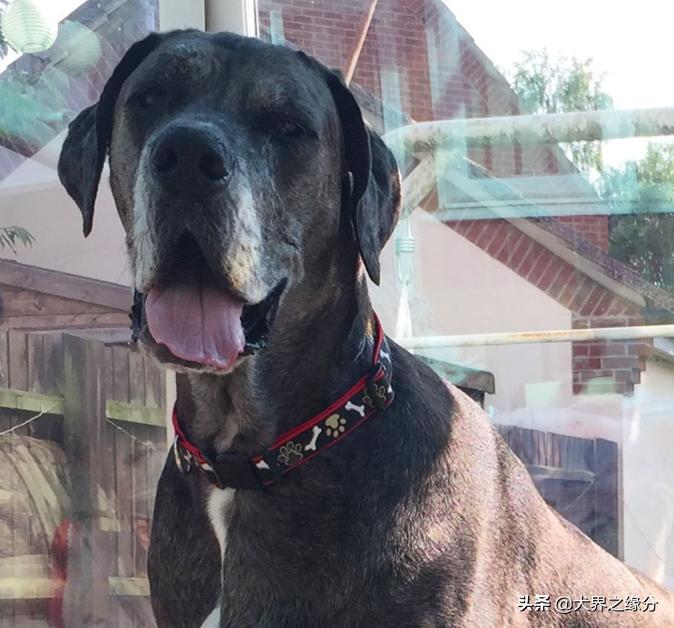 世界上最大的狗但是一点也不凶猛,你知道世界上最大的狗有多大吗