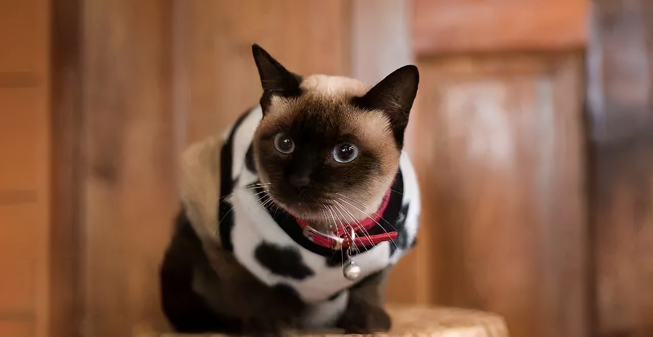 猫咪挑食纠正过来后还能喂零食吗,猫咪出现挑食情况铲屎官怎么办