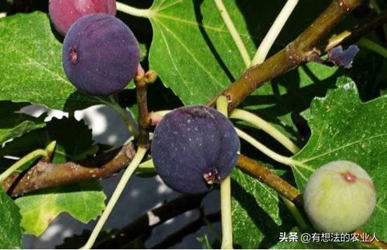 怎样种荔枝果树成活率高,冬天种什么果树成活率高