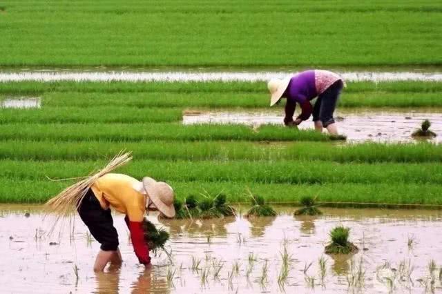 水蛭挣钱,水蛭能致富吗