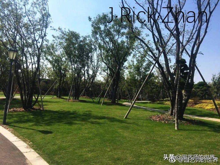 果岭草坪的种植养护方法及技巧,怎么种植一个可以躺的草坪