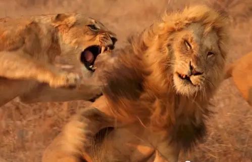 凶猛动物对决视频,凶猛野兽打斗场面