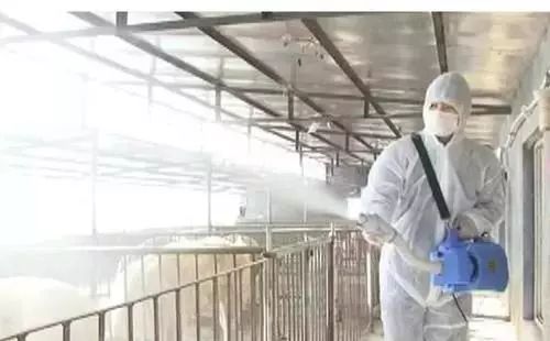 收藏｜史上最全的非洲猪瘟复养方案