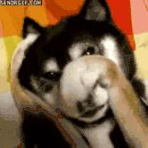 樟脑丸对宠物的危害,樟脑丸对狗有害吗