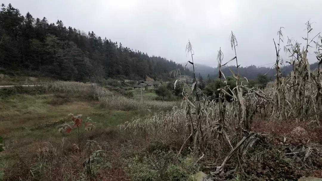 跨越2100多公里，我们为大山深处的孩子们上了一堂“云上美术课”