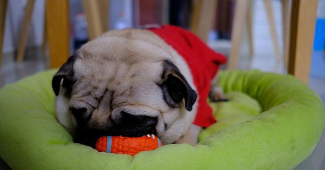 巴哥犬要怎么养才会健康呢,巴哥犬为什么不建议新手养