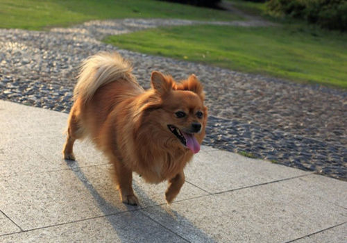 养狗狗不容易长大怎么办,养宠小知识狗狗篇之幼犬妙招