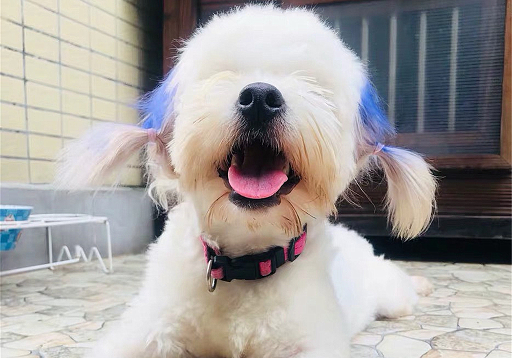 辟谣,狗狗染色用的是植物染发剂没伤害?对它你真的了解吗?