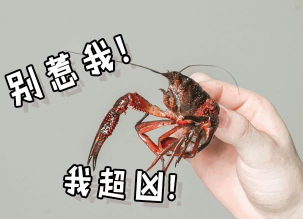 露营节即将启幕,陵城区首届星空露营节