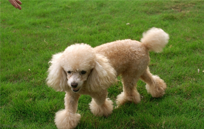 最适合新手养的十大狗狗排行榜,最适合新手养的狗狗十大排行榜