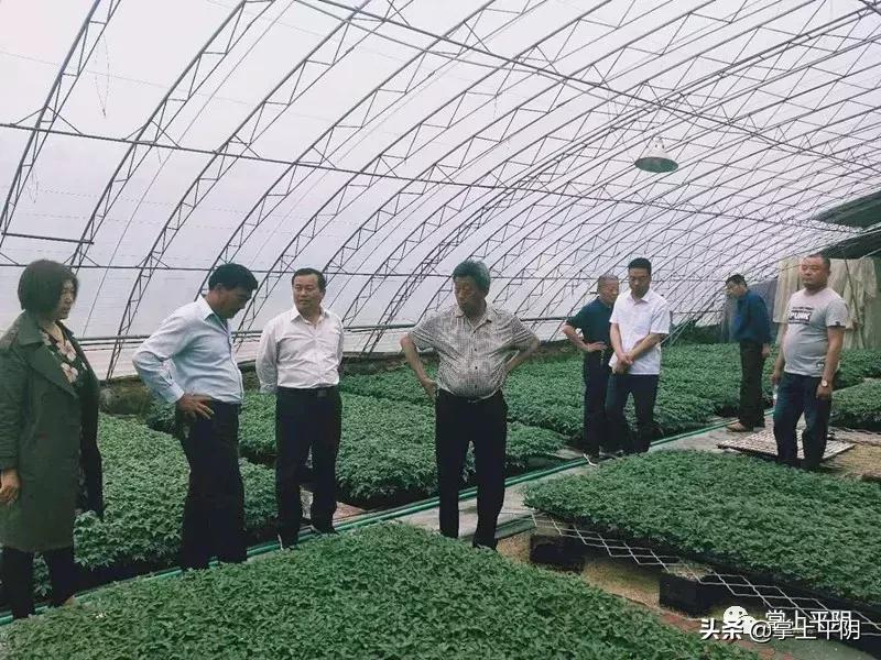 平阴新闻|“百花齐放·百家筝鸣”庆华诞；阿胶企业参展玫瑰产品博览会；特色小吃展示平阴特色魅力