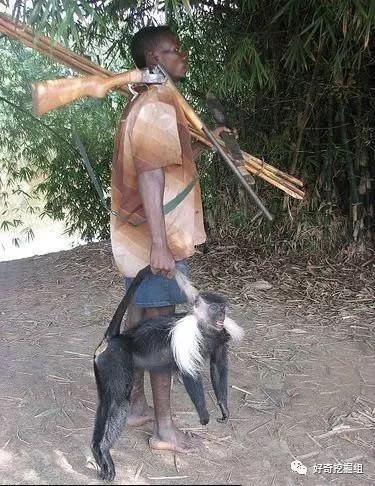 蝙蝠的病毒有多可怕,蝙蝠携带大量病毒为何安然无恙