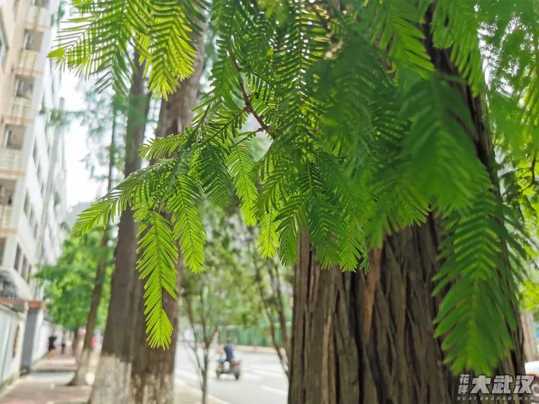 武汉科技大学理工学院,纺织大学跟武汉科技大学哪个好