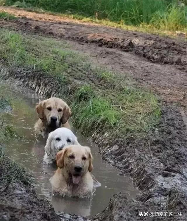 关于狗的秘密的纪录片,关于狗狗的7个秘密
