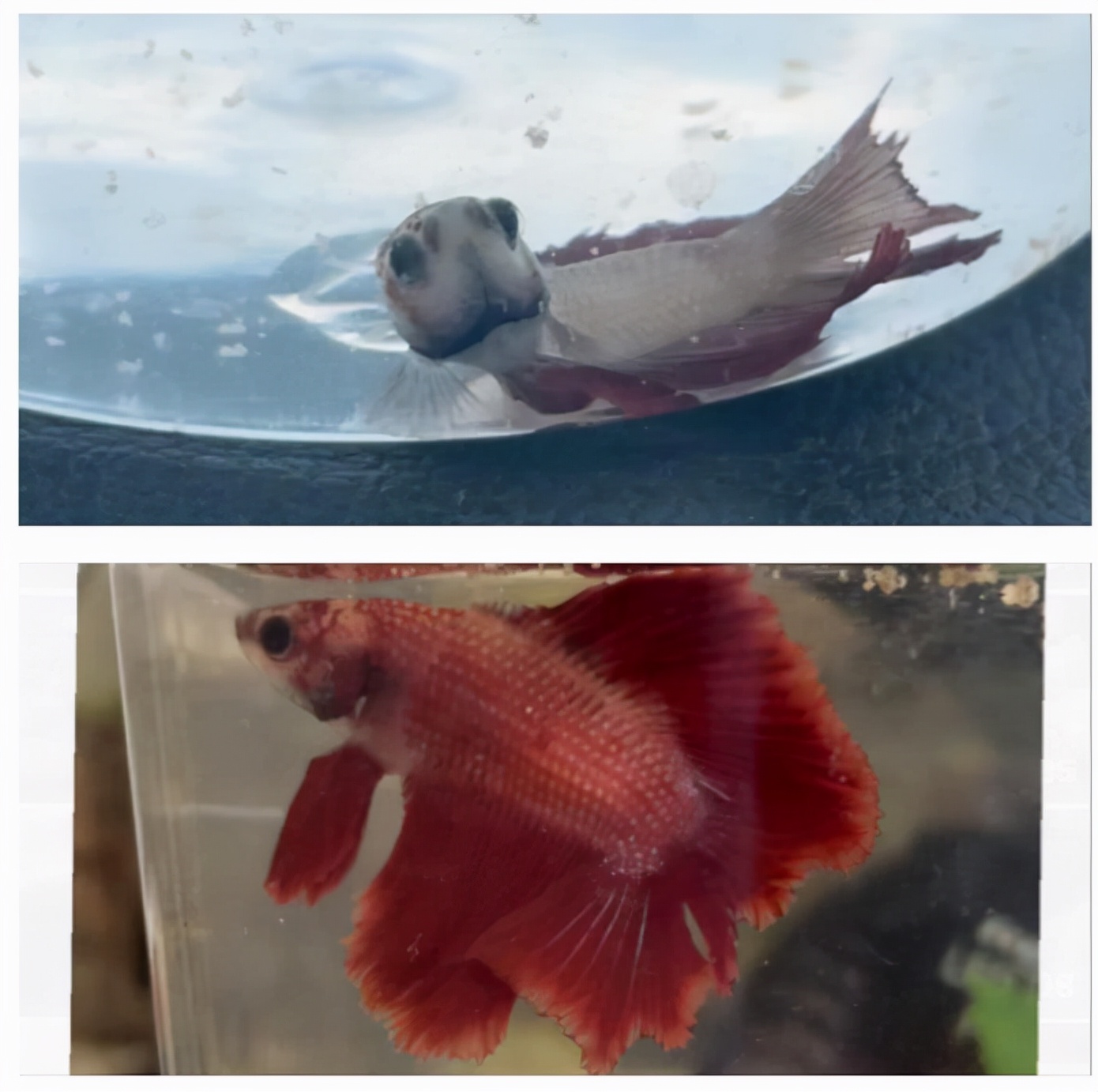 外国女子救下崩溃男子,外国女生救斗鱼