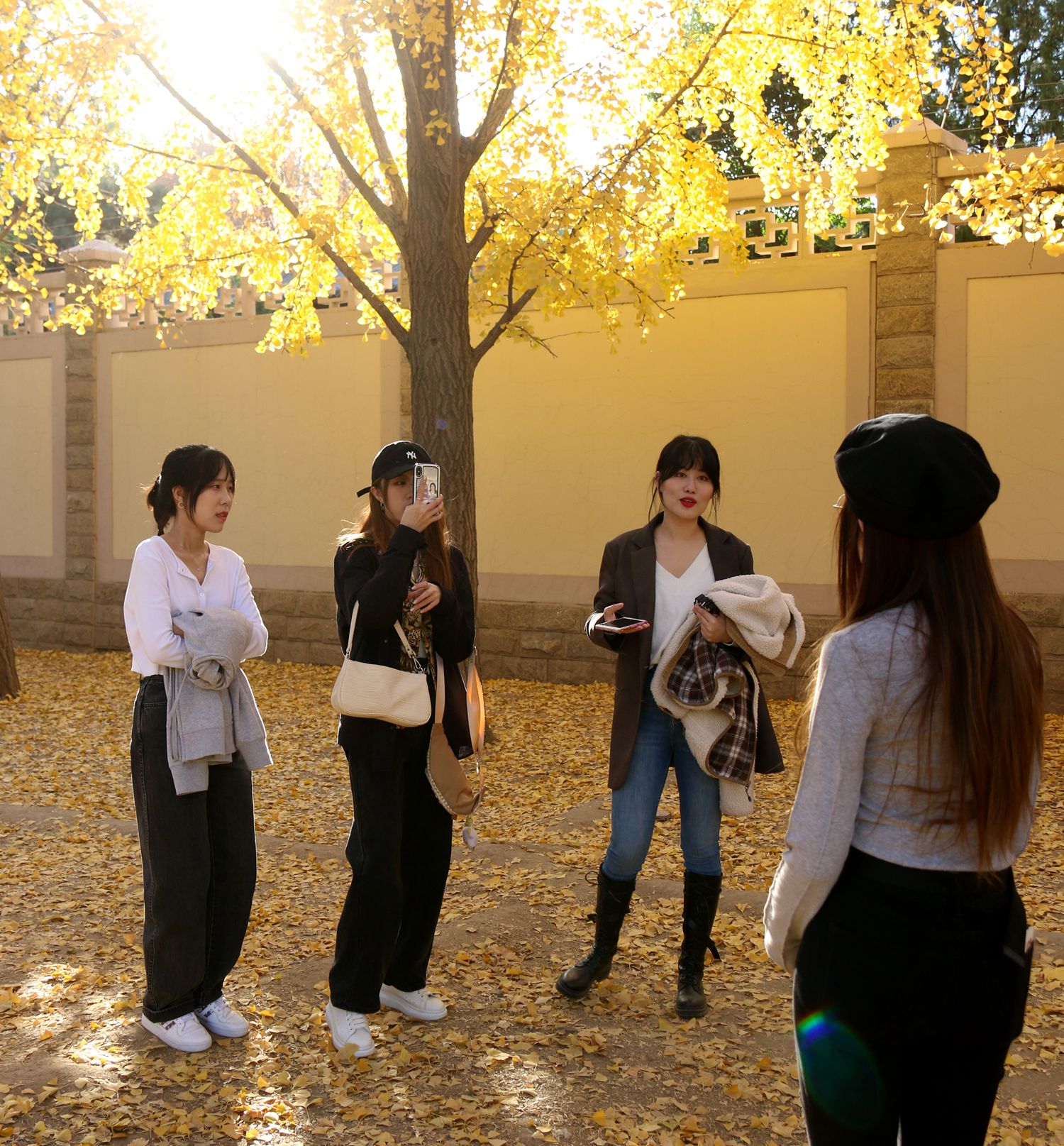 北京钓鱼台国宾馆银杏树大道,北京钓鱼台银杏大道图片