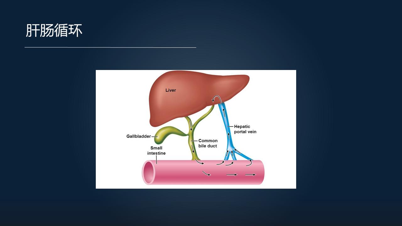 「图文实录」郑晓皎：18分钟详解菌群-胆汁酸与消化系统肿瘤