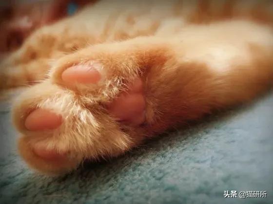 猫爪有什么隐藏的秘密,猫爪爪有哪些冷知识