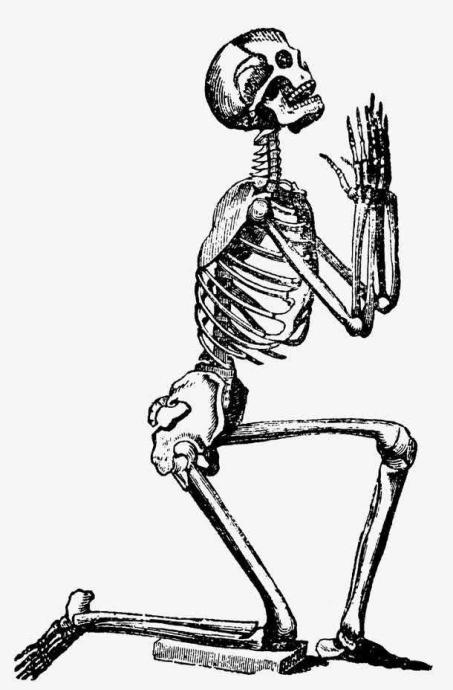 骨科基础知识——你知道多少之成骨细胞