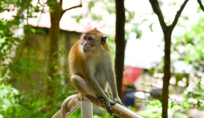 兰卡威值得去的地方,在兰卡威感受远离城市的自由