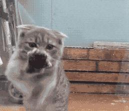 猫咪一副听不懂人话的样子,猫咪一副不太聪明的样子