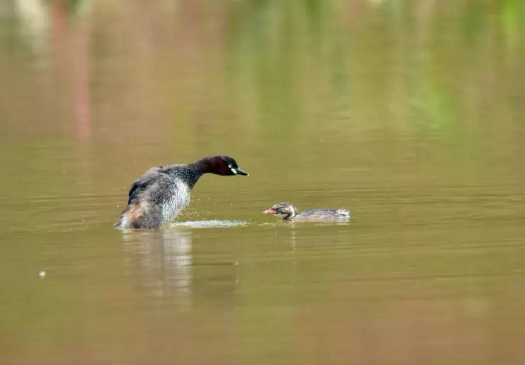 乐山市生态文明,庆祝新中国成立70周年特辑宣讲