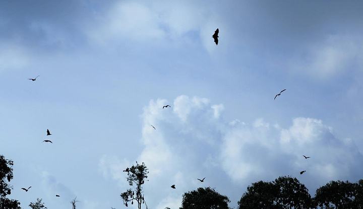 70万只蝙蝠入侵澳洲在什么时间,70万只蝙蝠入侵澳洲是真还是假