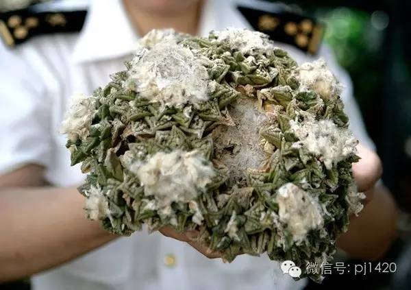 从根部怎么判断牡丹的年龄,富贵的牡丹长什么样