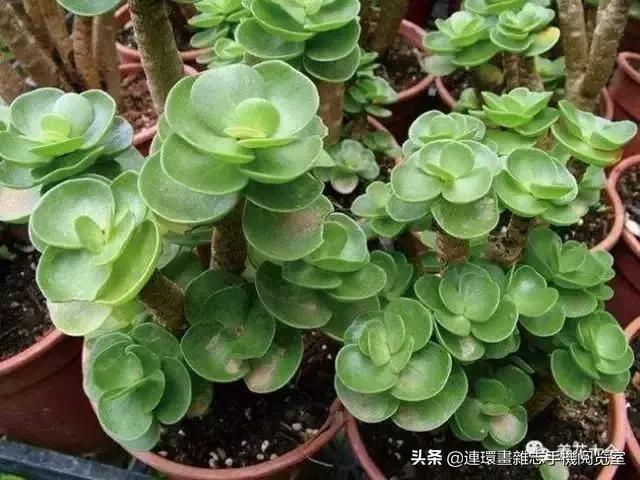 365种多肉图谱大全,365种鲜花图册大全