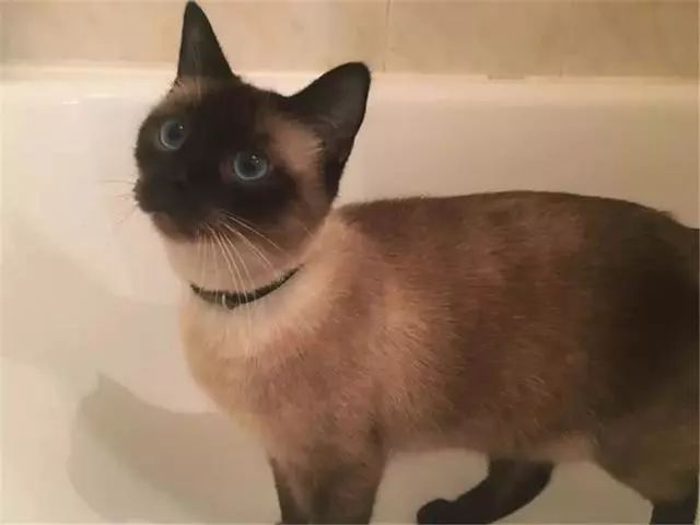 新西兰惊现心机猫，一猫侍二主蹭吃十年