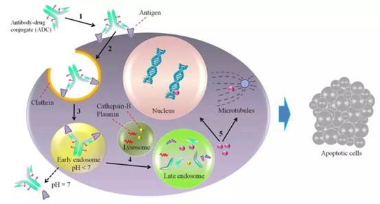 药渡,药渡数据研发流程